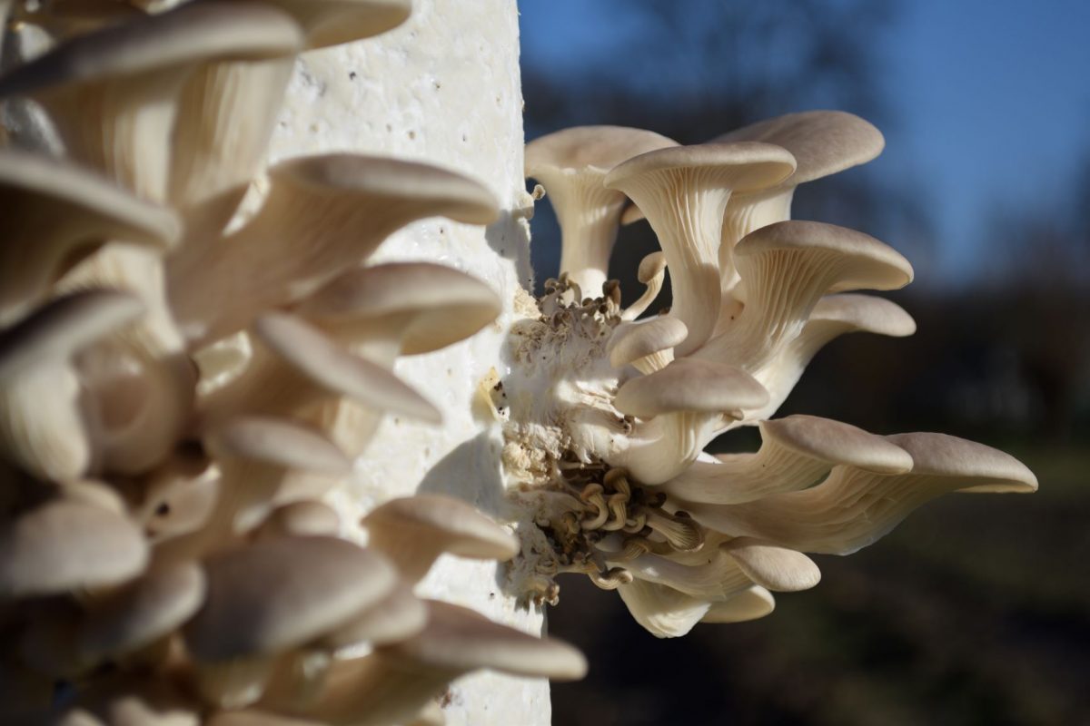 Fungi Factory: Utrechtse stadskweker